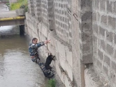 Փրկարարները շանը դուրս են բերել ջրանցքից