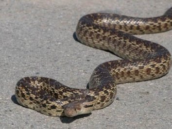 Երեւանի Շերամի փողոցի տներից մեկում օձ են բռնել