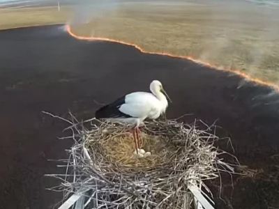 Героический папа-аист заботится о потомстве во время пожара
