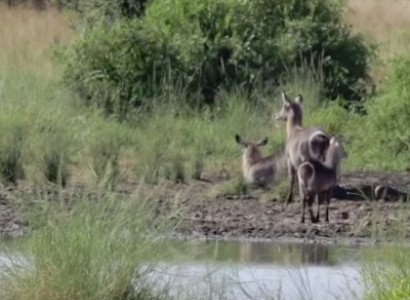 Водяной козел спасается от крокодила
