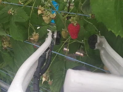 Ստեղծվել է ազնվամորի հավաքող ռոբոտ