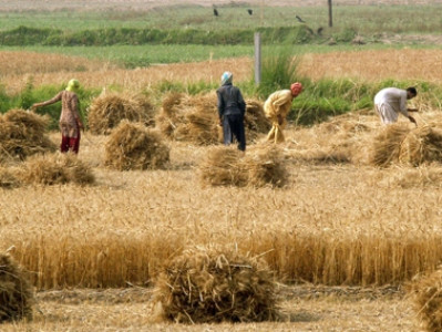 Իրանի գյուղատնտեսության ոլորտը շարունակում է զարգանալ՝  չնայած ԱՄՆ պատժամիջոցներին. փոխնախարար