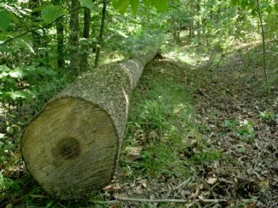 5 օրում հաշվարկվել է 723 հազար դրամի շրջակա միջավայրին հասցված վնաս