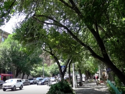 «Անընդունելի է, որ տարվա այս եղանակին էտ կատարվի». Ինչո՞ւ են Օրբելի փողոցում հաստաբուն բարդիներ հատվել