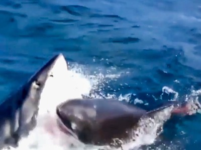 Смертельная схватка белых акул попала на видео