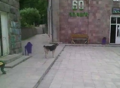 «Գուգարք» ճամբար թափառող շներ են մտել. Սպառնում են երեխաների անվտանգությանը