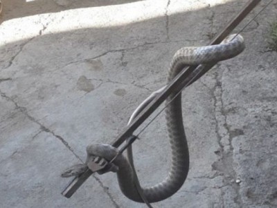 Փրկարարները Երեւանում, Գորիսում ու Աշտարակում բռնել են 1 շահմար, 1 սահնօձ  և 3 գյուրզա տեսակի օձ