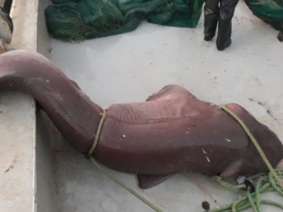 Турецкие рыбаки поймали огромную акулу в Эгейском море