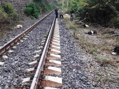 «Հաղպատ» կայարանի մոտ բեռնատար գնացքի հարվածից 31 այծ է սատկել