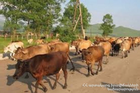 Կոտայքում շանթահարումից 10 խոշոր եղջերավոր կենդանի է սատկել