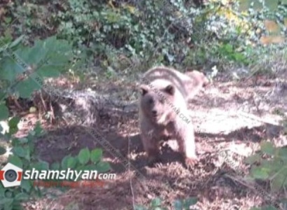 Վայոց Ձորի մարզում արջի քոթոթը հայտնվել է երկաթե ցանցի մեջ (ֆոտո)