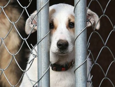 Armenian parliament discussing bill on criminalization of animal cruelty