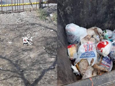 Երեւանում դպրոցի տարածքում կրակել են շներին՝ վտանգելով երեխաներին. Զինղեկը դիերը գցել է աղբամանը