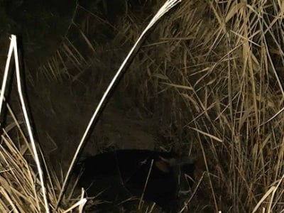 Փրկարարները ջրատարից դուրս են բերել խոշոր եղջերավոր կենդանուն