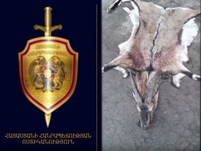 Ոստիկանը «Կարմիր գրքում» գրանցված բեզոարյան այծ է որսացել