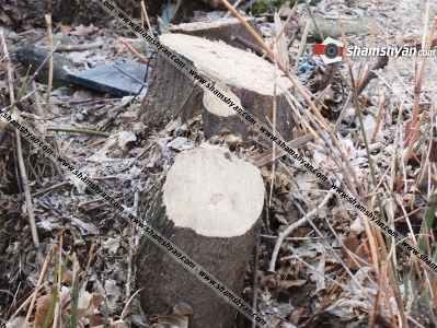 «Քոքից կտրել են». Երեւանում եւ Արմավիրում ծառեր են հատվել (ֆոտո)