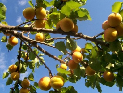 Եթե չապահովագրվեք, ձեր վնասը կառավարությունն այլեւս չի փոխհատուցի. Կառավարության նոր մոտեցումը գյուղոլորտում