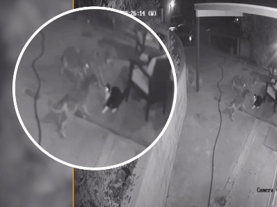 Кот отразил нападение трех койотов