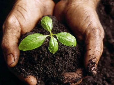 Armenia Tree Project. «25 տարում 6 միլիոն ծառ տնկեցինք Հայաստանում»