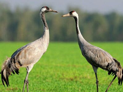 WWF объявил о старте Всемирного года журавля
