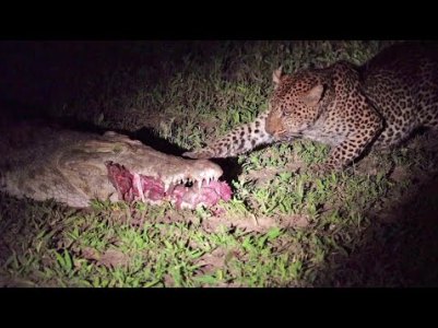 Леопард ворует добычу у крокодила