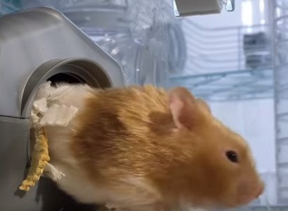 Сколько еды хомяк может унести за щеками