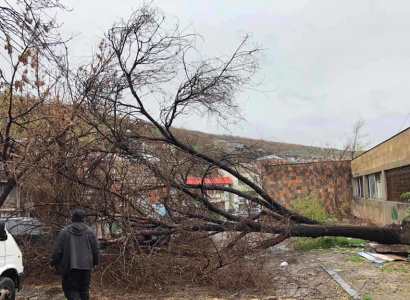 Երևանի կենտրոնում քամու հետևանքով փտած ծառեր են շրջվել
