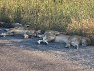 Воспользовавшись отсутствием людей, львы заснули на дороге