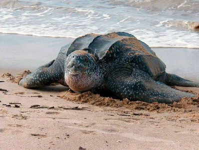 Отсутствие туристов на пляжах сыграло на руку редким морским черепахам
