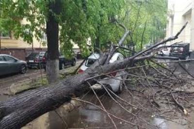 «Դար 21» հեռուստաընկերության դիմաց հաստաբուն ծառն ընկել է երթեւեկելի հատված