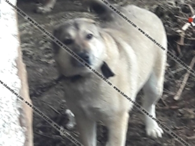 Woman dies in Armenia after her son-in-law beat her and let the dog out at her