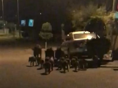 Թուրքիայում  վայրի խոզերը խոճկորների հետ քաղաքի կենտրոն են իջել  եւ սնվել