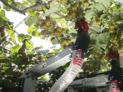Չորս ձեռնանի ռոբոտը կհավաքի մրգերը