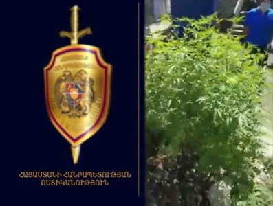 Իջևանի Բլբուլյան փողոցի տներից մեկում հայտնաբերել են մարիխուանայի նմանվող, դեղնականաչավուն զանգված