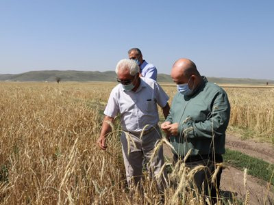 ՀՀ-ում ցորենի սերմացուի պակասը կլրացվի աշնանացան ցորենի արտադրության խթանման պետական աջակցության ծրագրի միջոցով