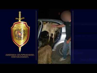 Հորթերը Լուսաղբյուր գյուղում գողացել ու մեքենայով տարել էր Սպիտակ․ Անիի ոստիկանների բացահայտումը