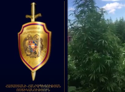 Ոչնչացվել է 11 տոննա 562 կգ կանեփի եւ 7 կգ կակաչի վայրի աճած զանգված. «Կանեփ-կակաչ-2020» միջոցառումը շարունակվում է