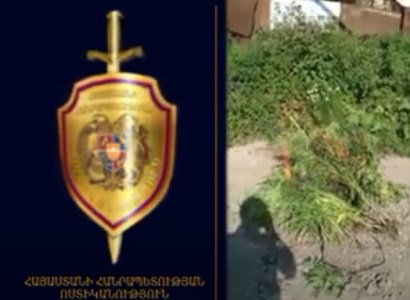 «Կանեփ-կակաչ-2020» գործողության շրջանակում  ոչնչացվել է գրթե 4 տոննա կանեփի վայրի աճած զանգված
