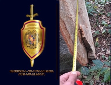 Կուռթանի բնակիչն ապօրինի հատել է ծառեր. Ուռուտի բնակիչն էլ բռնվել է տեղափոխելիս