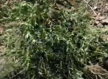 Հանրապետությունում օգոստոսի 22-ից 24-ը հայտնաբերվել եւ ոչնչացվել է 4 տոննա 63 կիլոգրամ կանեփի վայրի աճած զանգված