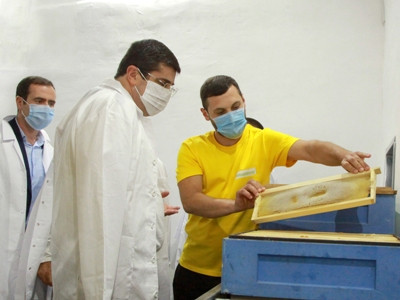 Karabakh government to implement new programs for development of beekeeping