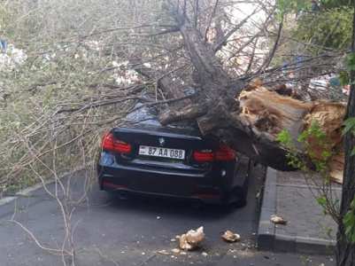 Tree falls on car near gold market in Yerevan