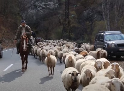4-5 օր ա՝ գալիս ենք, դեռ 2 օր էլ կգնանք. արցախցի հովիվները հոտը ոտքով Հայաստան են բերում
