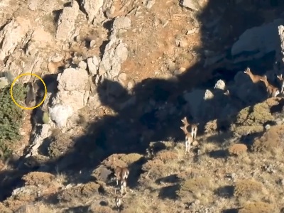 Բեզոարյան այծերի անակնկալ հյուրը. Ուշագրավ տեսարան՝ Հայաստանի վայրի բնությունից