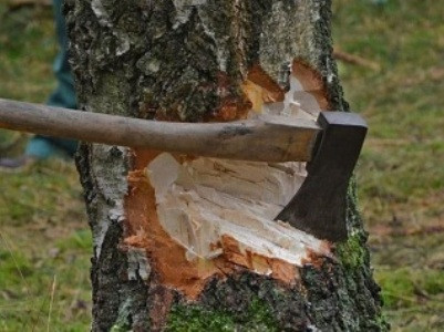 Ինչու են ապօրինի անտառահատումների դեպքերը հաճախակիացել եւ ի՞նչ բարեփոխումներ են նախատեսվում այս ոլորտում