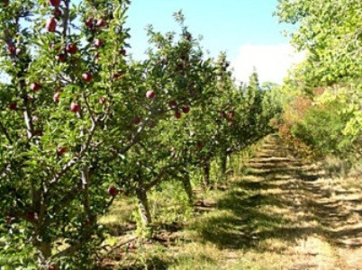 2020-ին 2019-ի համեմատ 10 անգամ աճել են ինտենսիվ այգիները՝ 53-ից դառնալով 518 հեկտար. Փաշինյան