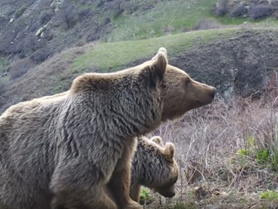 Մայր արջն ու երկու քոթոթները՝ վայրի բնության մեջ