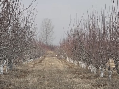 Այս տարի ֆերմերները կարկտից, ցրտահարությունից ու հրդեհից կարող են ապահովագրել արդեն 10 մշակաբույս (վիդեո)