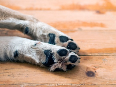 Ապացուցված է, որ շների թաթերն ավելի մաքուր են, քան իրենց տերերի կոշիկները