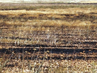 Nearly 3,000 hectares of arable land were lost in Nagorno-Karabakh
